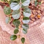 Rhamnus saxatilisBlad