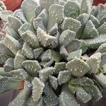 Aloinopsis luckhoffii Deilen
