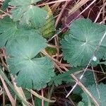 Geranium rotundifolium Hoja