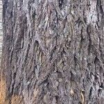 Carya illinoinensis Casca