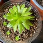 Sempervivum globiferum Folla