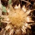 Centaurea aspera Blomst