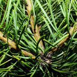Pinus contorta 葉