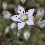 Sedum hirsutum Квітка