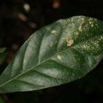 Siparuna decipiens Yaprak