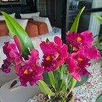 Cattleya lueddemanniana പുഷ്പം