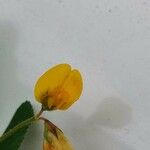 Medicago rigidula 花