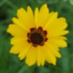 Coreopsis basalis Flower