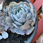 Dudleya pulverulenta Leaf