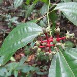 Miconia lateriflora Fruit