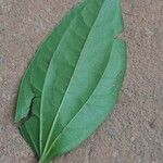 Smilax siphilitica 葉