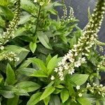 Lysimachia clethroides Blomst