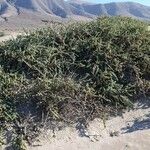 Traganum moquinii Hoja