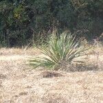 Yucca necopina موطن