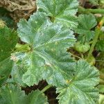 Malva neglecta Likasa