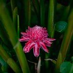 Etlingera elatior Flower