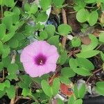 Ipomoea cordatotriloba Leaf