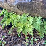 Cryptogramma crispa Blatt