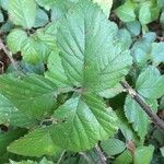 Rubus senticosus Likasa
