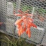 Aloe bellatula Квітка