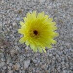 Malacothrix glabrata Flower