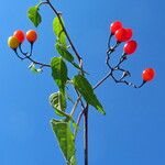 Solanum dulcamara عادت داشتن