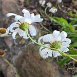 Coleostephus myconis Blomma