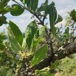 Afrocanthium gilfillanii Blüte