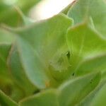 Euphorbia falcata