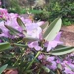Rhododendron qiaojiaense Blomst