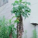 Lactuca biennis Habit