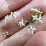 Galium sylvaticum Flor