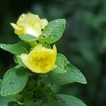 Dasistoma macrophylla Flower