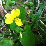 Viola sempervirens आदत