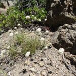 Eriogonum nudum Habitat