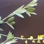 Crotalaria emarginella Otro