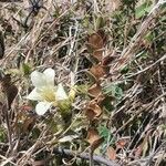 Barleria robertsoniae موطن