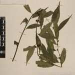 Sarcococca wallichii Otro