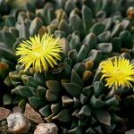 Aloinopsis orpenii Flower