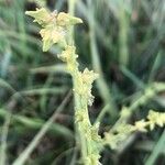 Atriplex patula Fruit