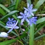 Scilla bifolia Kukka