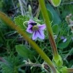 Erodium botrys Žiedas