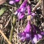 Vicia villosa Λουλούδι