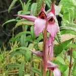 Serapias lingua Flor