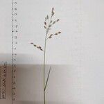 Eragrostis unioloides Blomma