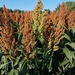 Sorghum bicolor Gyümölcs