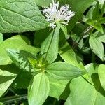 Asperula taurina Flor