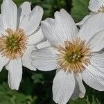 Callianthemum coriandrifolium Flower