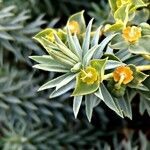 Euphorbia pithyusa പുഷ്പം