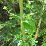 Rhaphithamnus spinosus Corteza